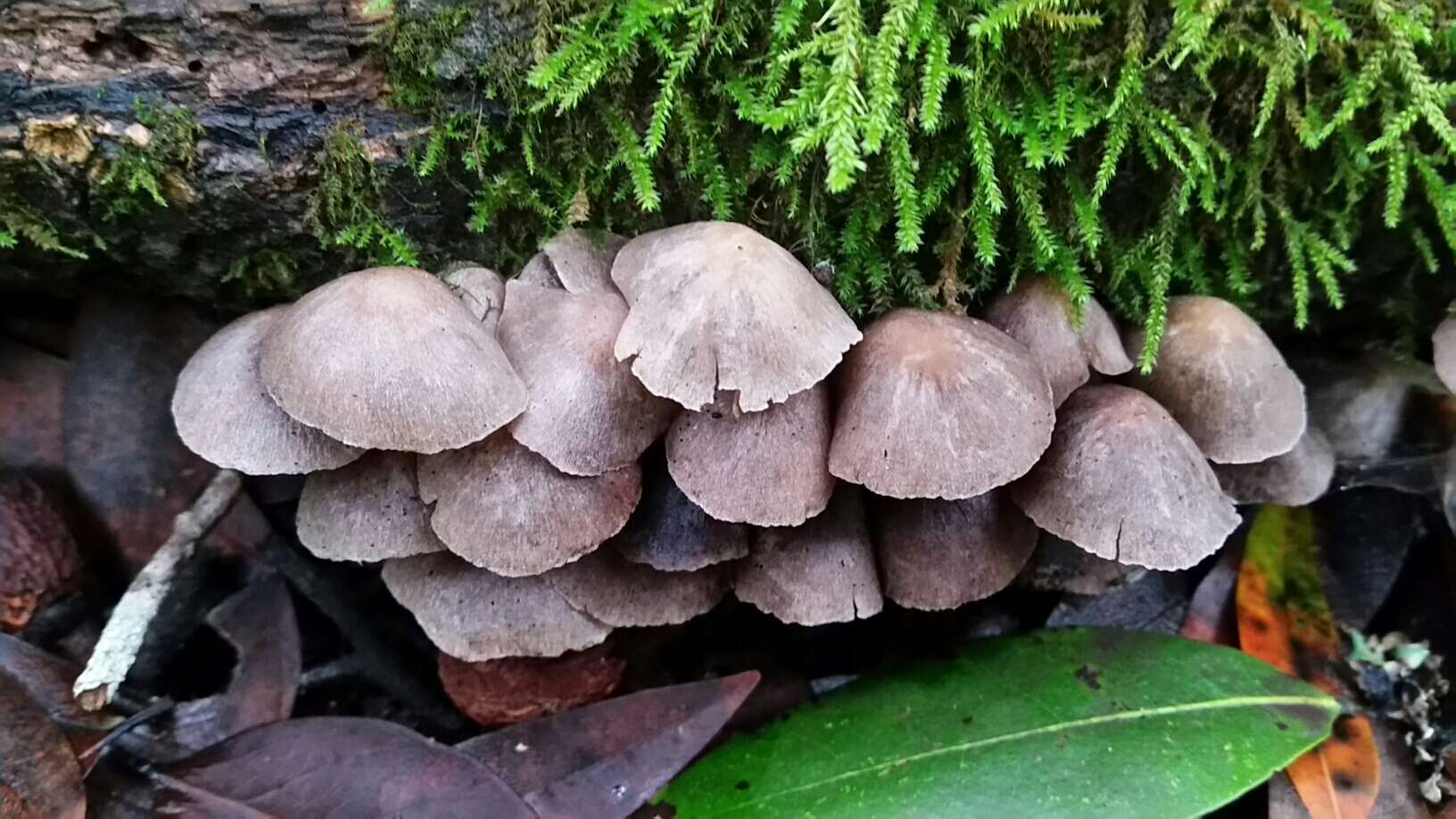 Image of Coprinopsis canoceps (Kauffman) Örstadius & E. Larss. 2015