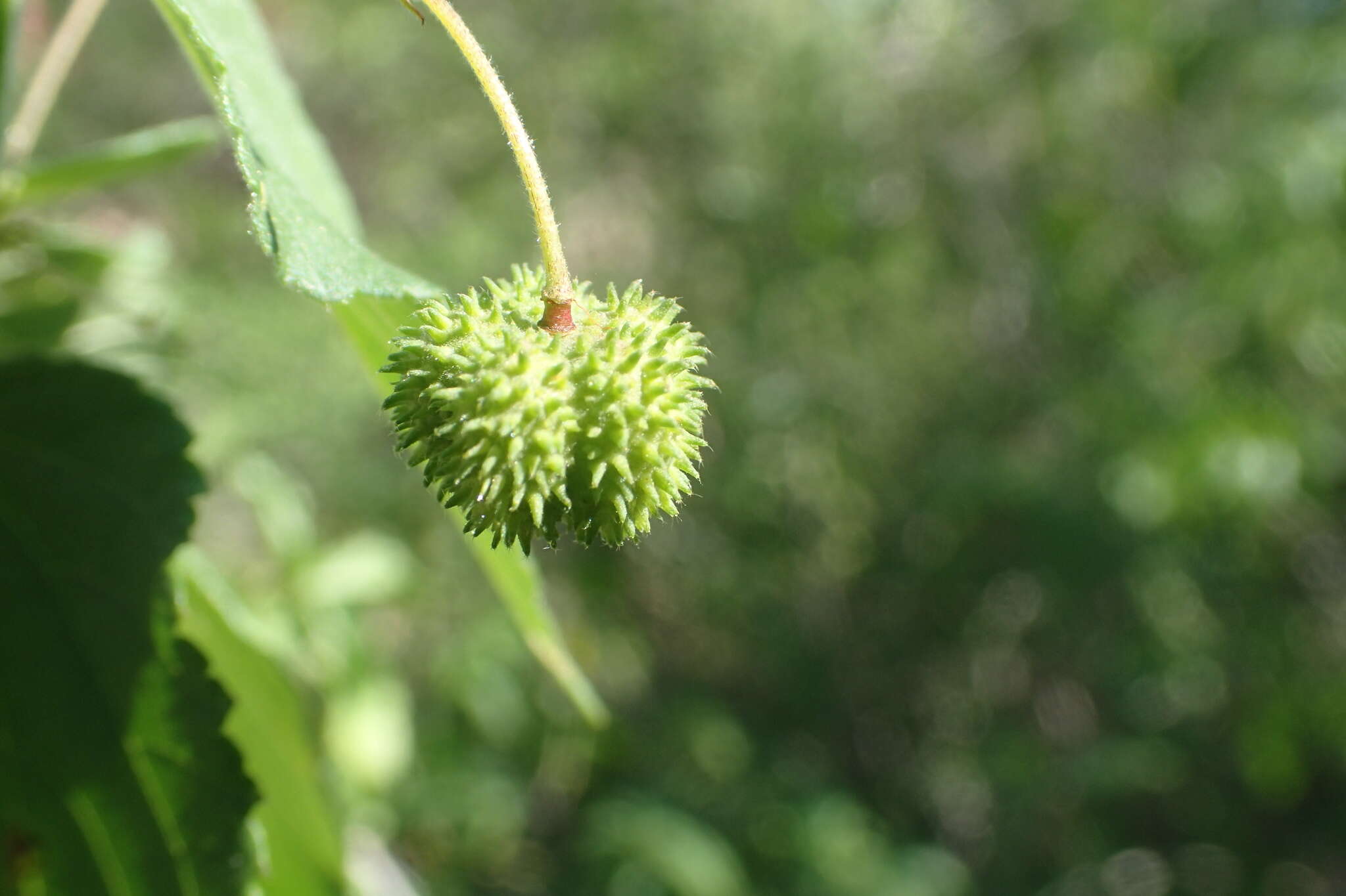 Ayenia jaliscana S. Wats. resmi