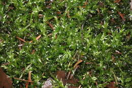 Image of calliergon moss