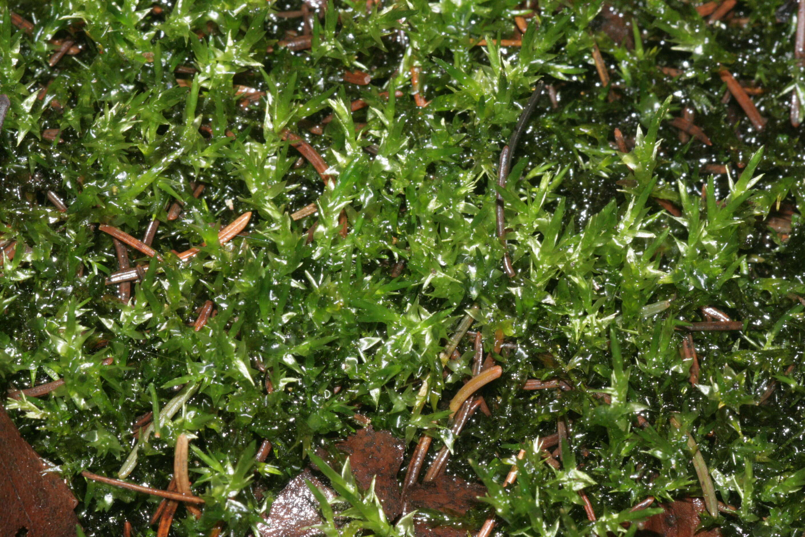 Image of calliergon moss