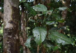 Image of Franciscodendron laurifolium (F. Müll.) B. P. M. Hyland & C. G. G. J. van Steenis