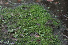 Image of calliergon moss