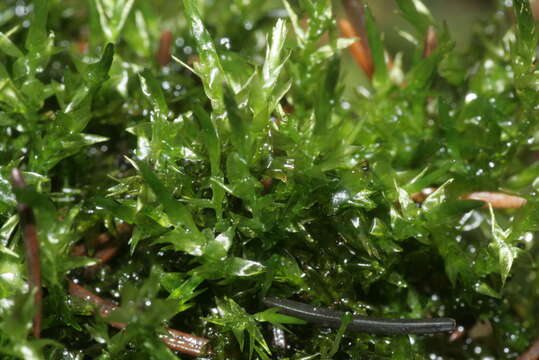 Image of calliergon moss