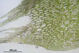 Image of calliergon moss