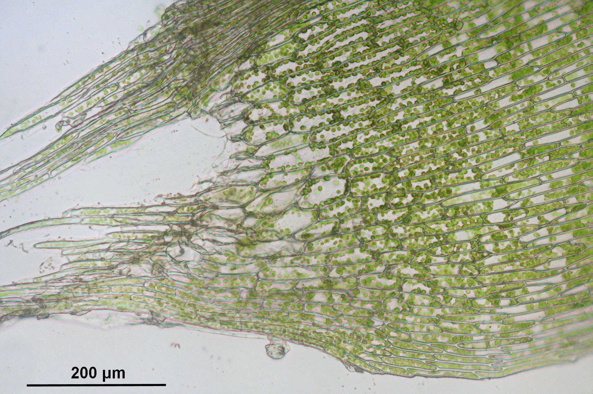 Image of calliergon moss