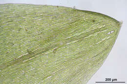 Image of calliergon moss