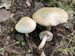 Слика од Lepiota erminea (Fr.) P. Kumm. 1871