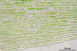 Image of calliergon moss