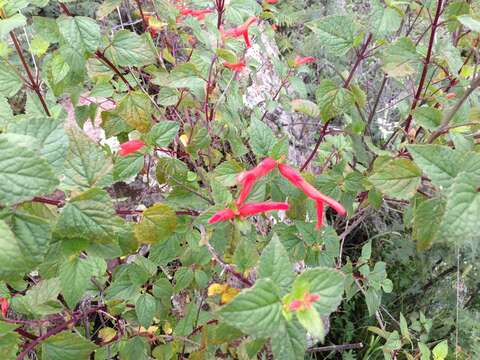 Imagem de Salvia regla Cav.