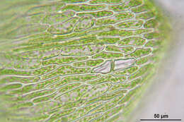 Image of calliergon moss