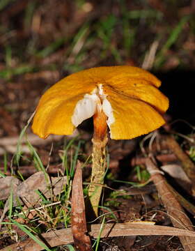 صورة Armillaria luteobubalina Watling & Kile 1978