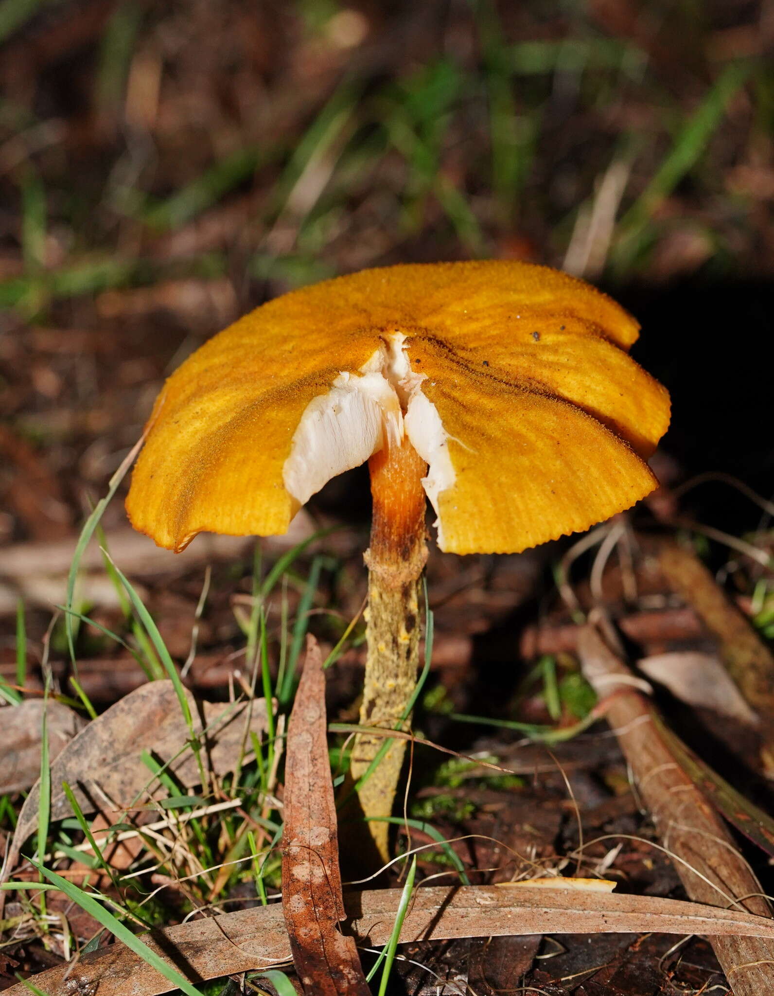 Image of Armillaria luteobubalina Watling & Kile 1978