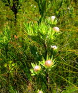 Image of Leucadendron uliginosum subsp. glabratum I. J. M Williams