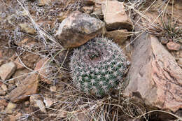 Echinopsis mamillosa Gürke resmi