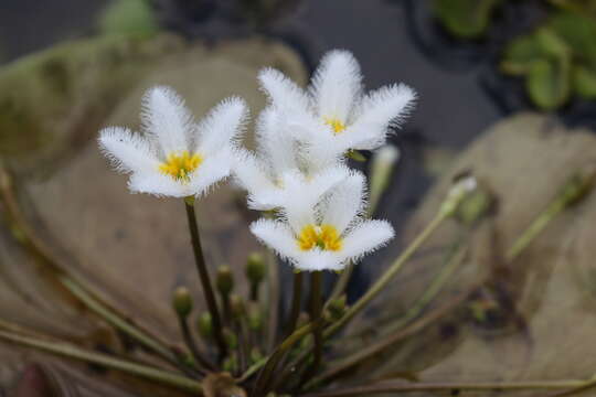 Image of Water-snowflake