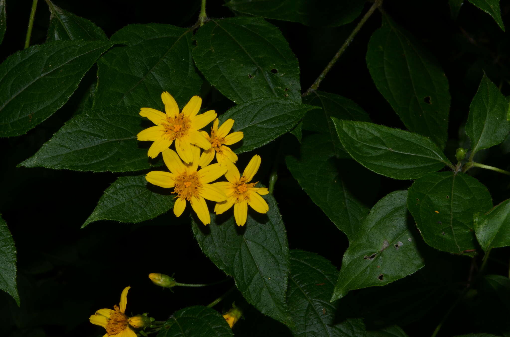 Image of Lasianthaea ceanothifolia (Willd.) K. M. Becker