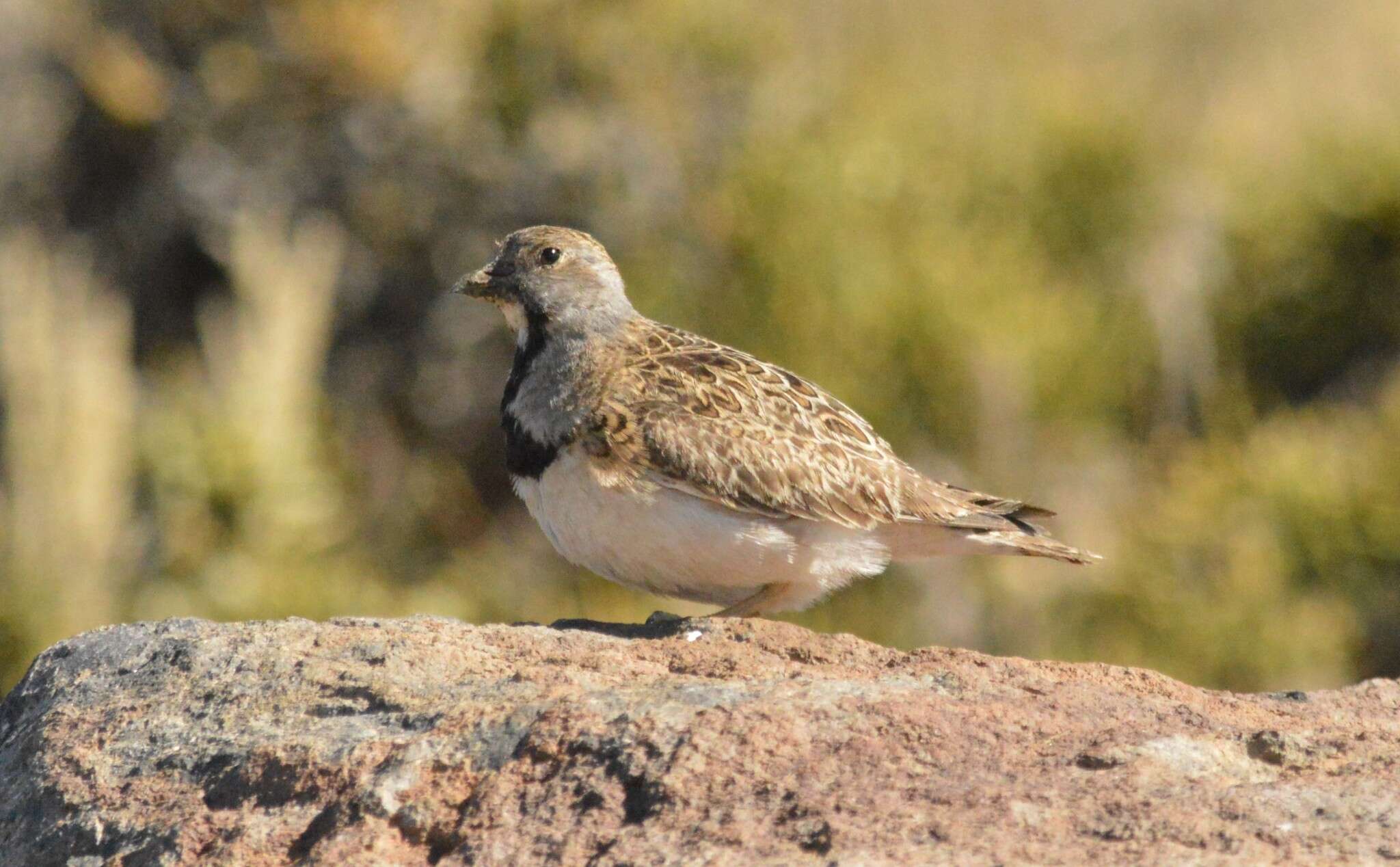 Image of Thinocorus Eschscholtz 1829