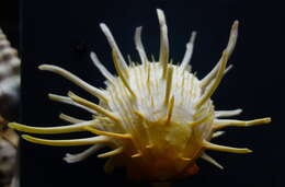 Image of American thorny oyster