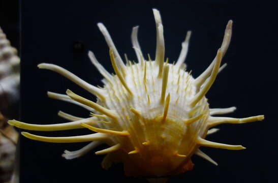 Image of American thorny oyster