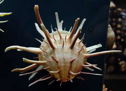 Image of American thorny oyster