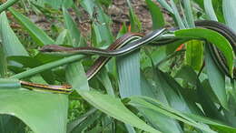 Image of Dendrelaphis caudolineatus (Gray 1834)