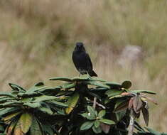 Image of Pied Bush Chat