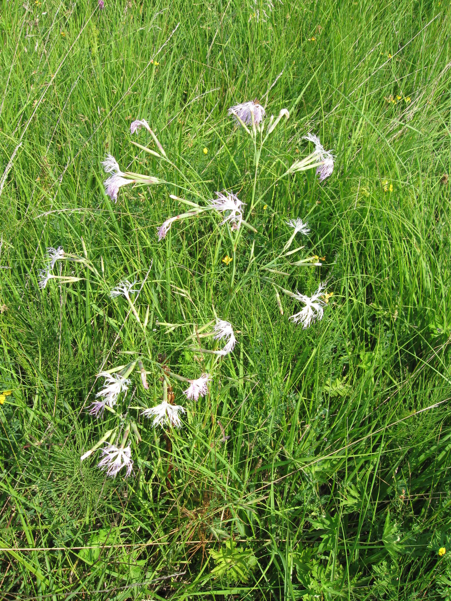 Image of Dianthus superbus subsp. stenocalyx (Trautv.) Kleopow