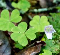 Image of mountain woodsorrel