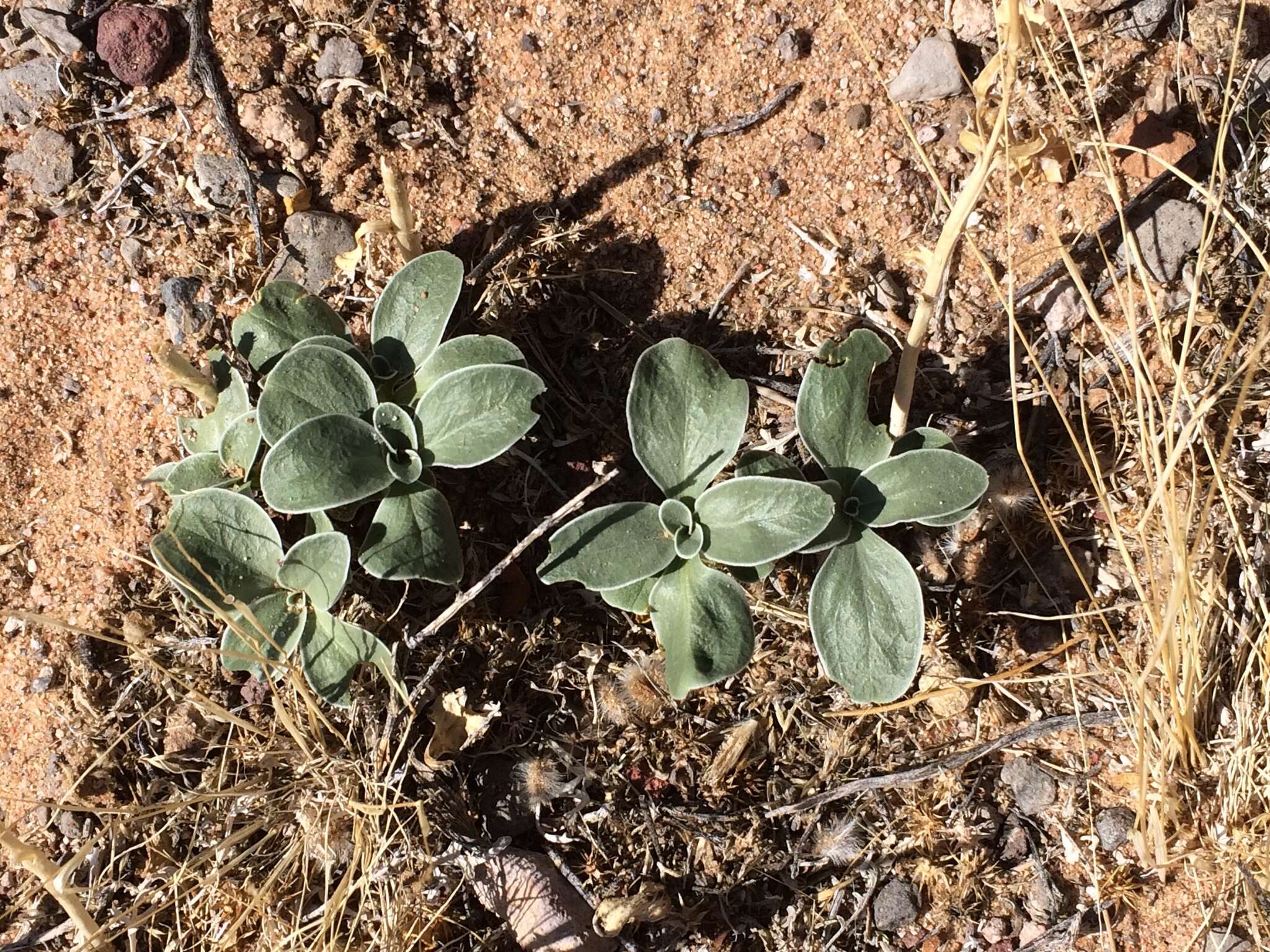 Image de Penstemon albomarginatus M. E. Jones