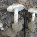 Image of Fool's Mushroom