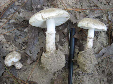 Image of Fool's Mushroom