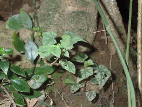 Слика од Begonia homonyma Steud.