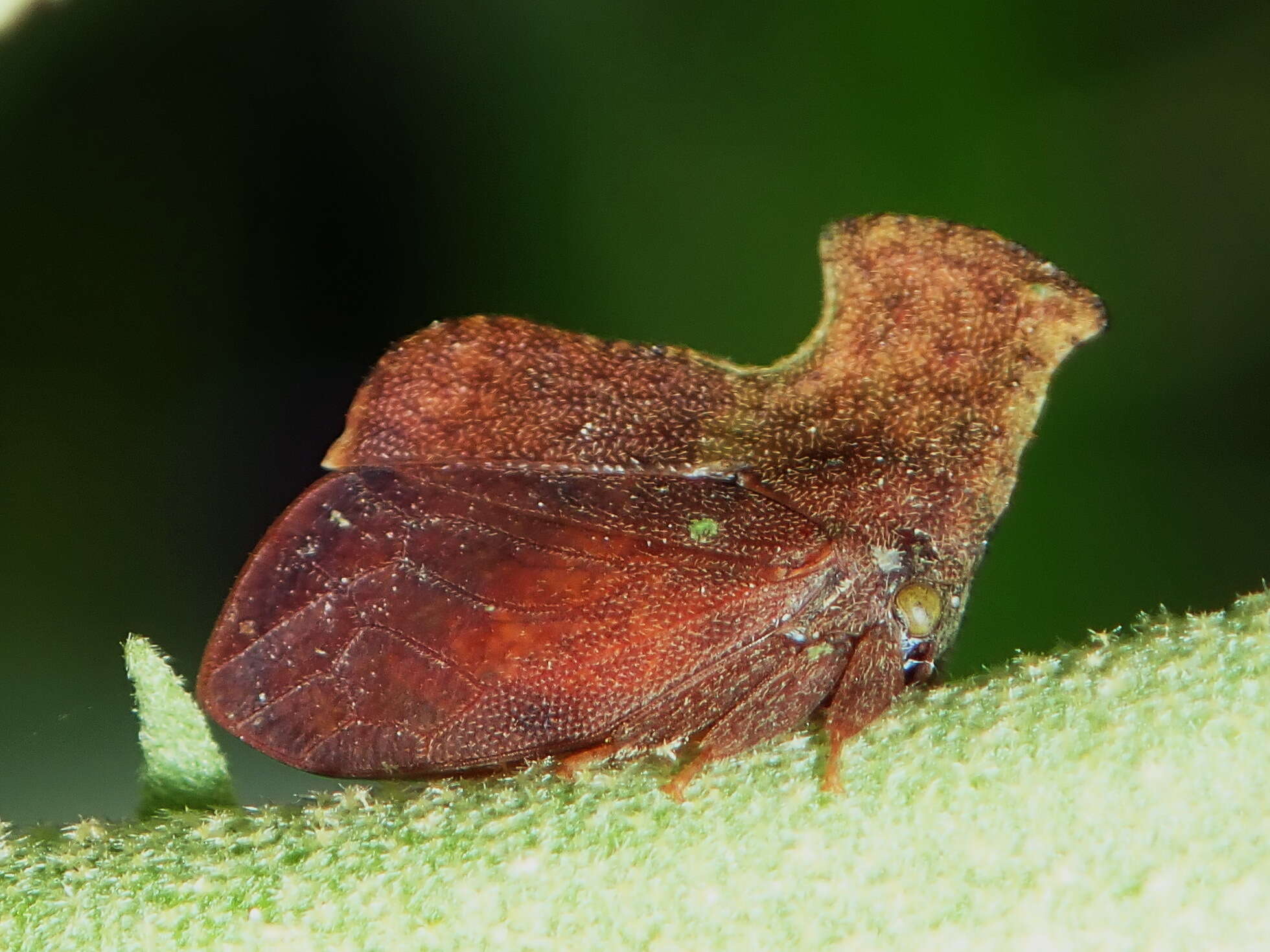 Image of Stegaspis fronditia Linnaeus 1758