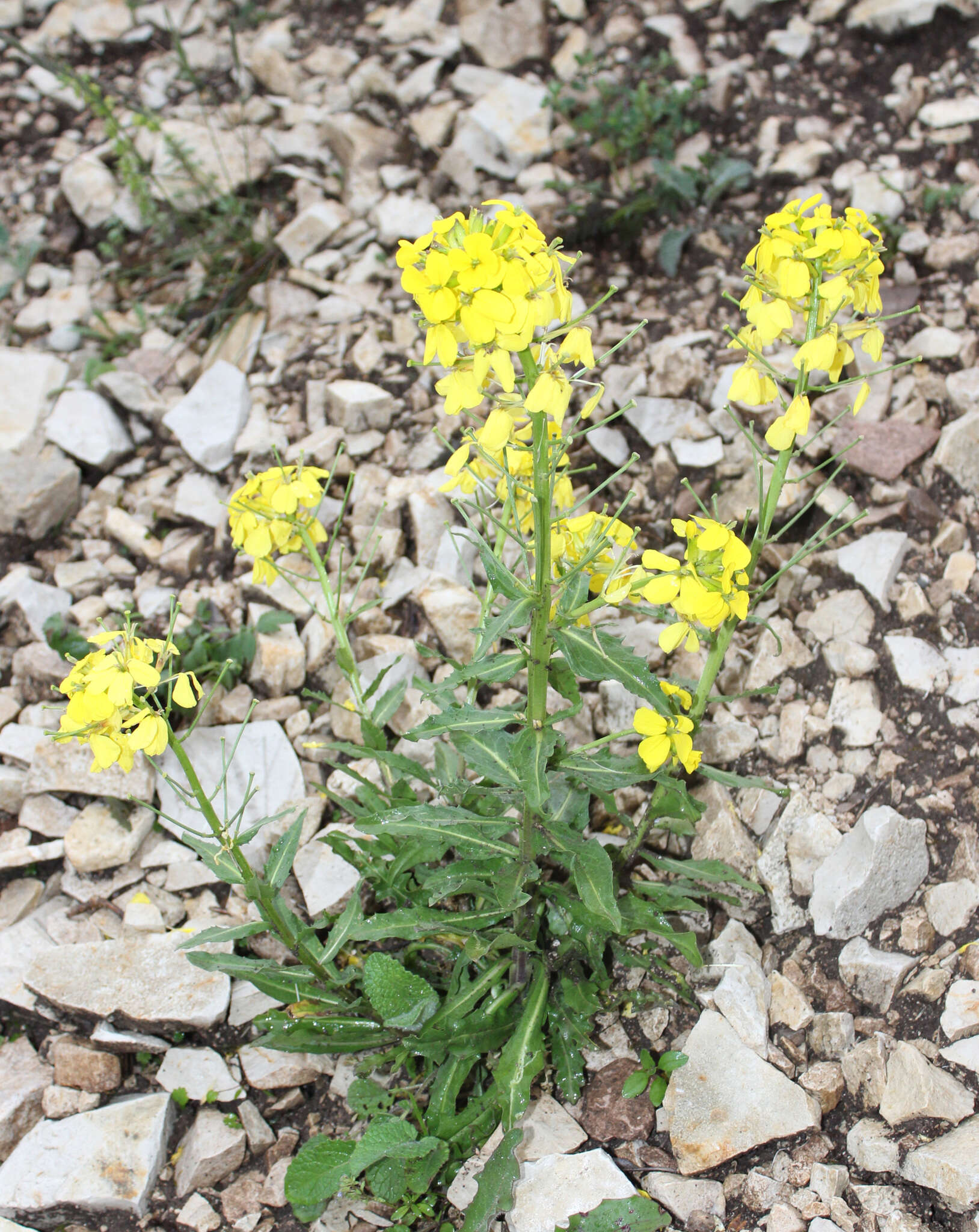 Image of Erysimum ibericum (Adams) DC.