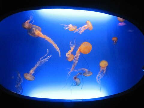 Image of Sea nettle