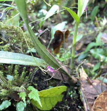 Image de Porroglossum amethystinum (Rchb. fil.) Garay