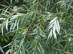 Image of White Willow