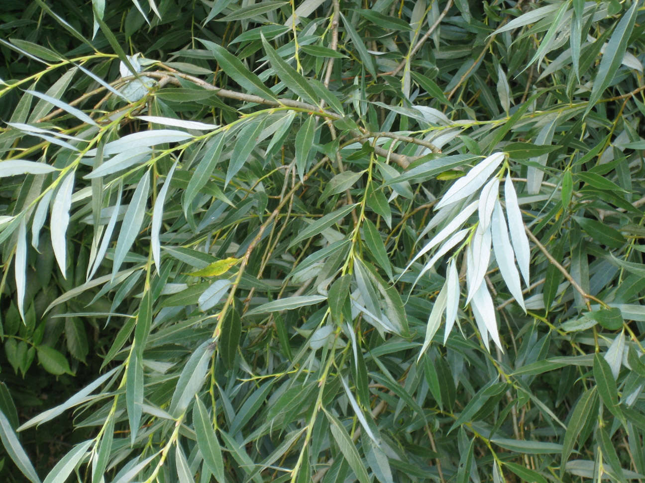 Image of White Willow