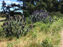 Imagem de Echium candicans L. fil.