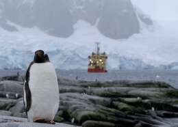 Image of Gentoo Penguin