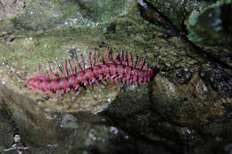 Image of Desmoxytes purpurosea Enghoff, Surachit & Panha 2007