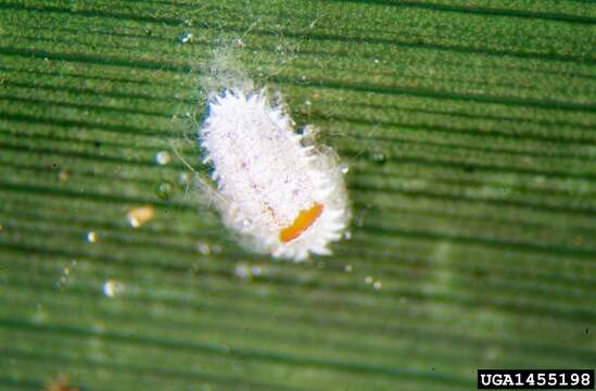 Image of Citrus mealybug