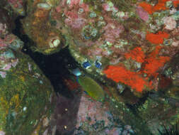 Image of Speckled damsel