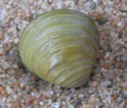 Image of Golden Freshwater Clam