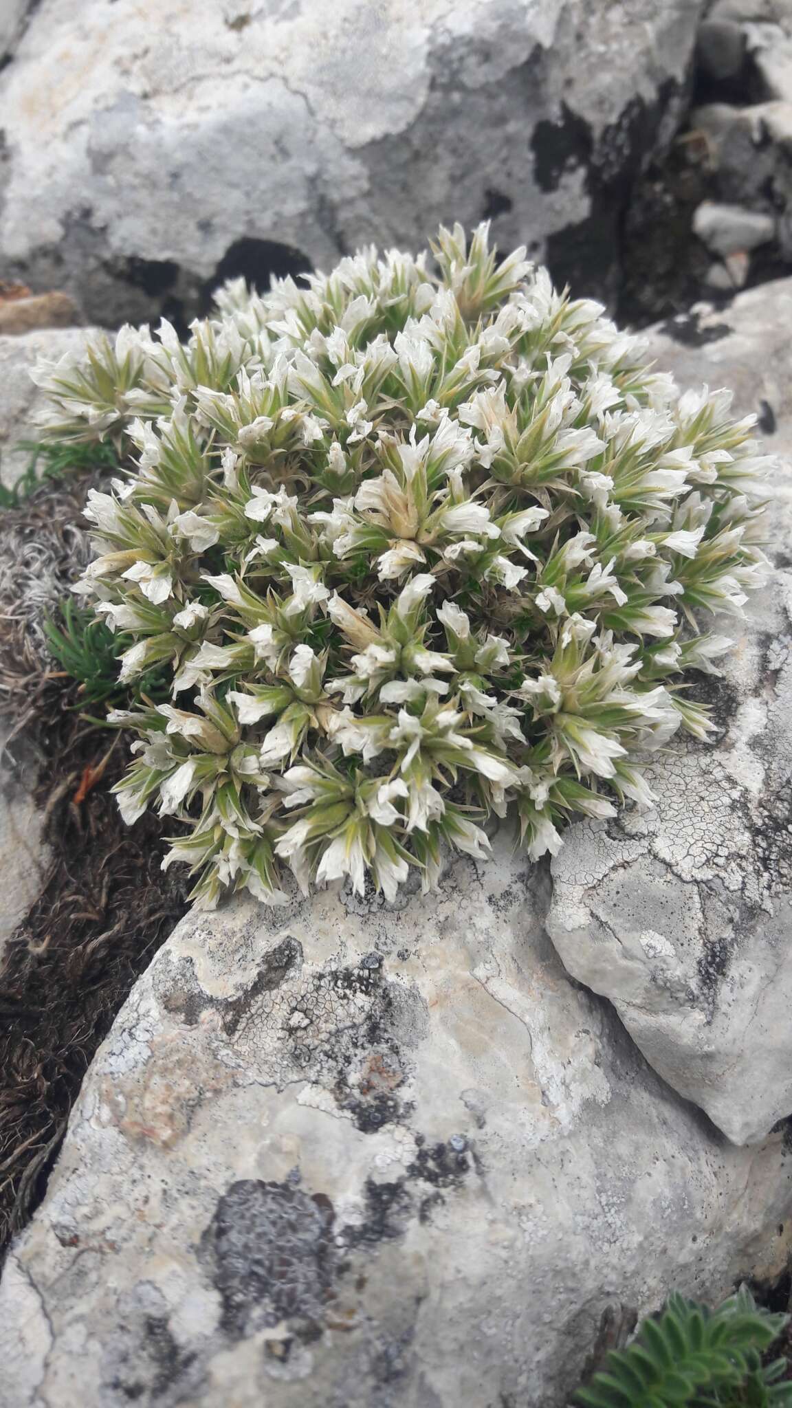 Image of Arenaria erinacea Boiss.