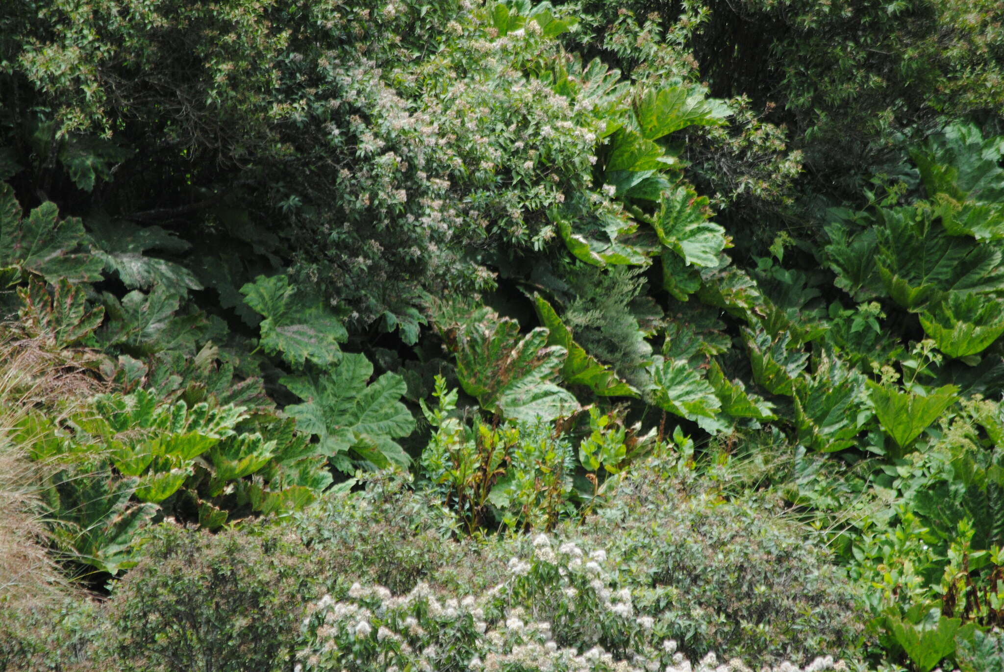 صورة Gunnera apiculata Schindl.