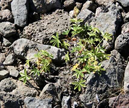 Image of Alpine Lady's-mantle