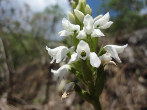 Aulosepalum nelsonii (Greenm.) Garay resmi