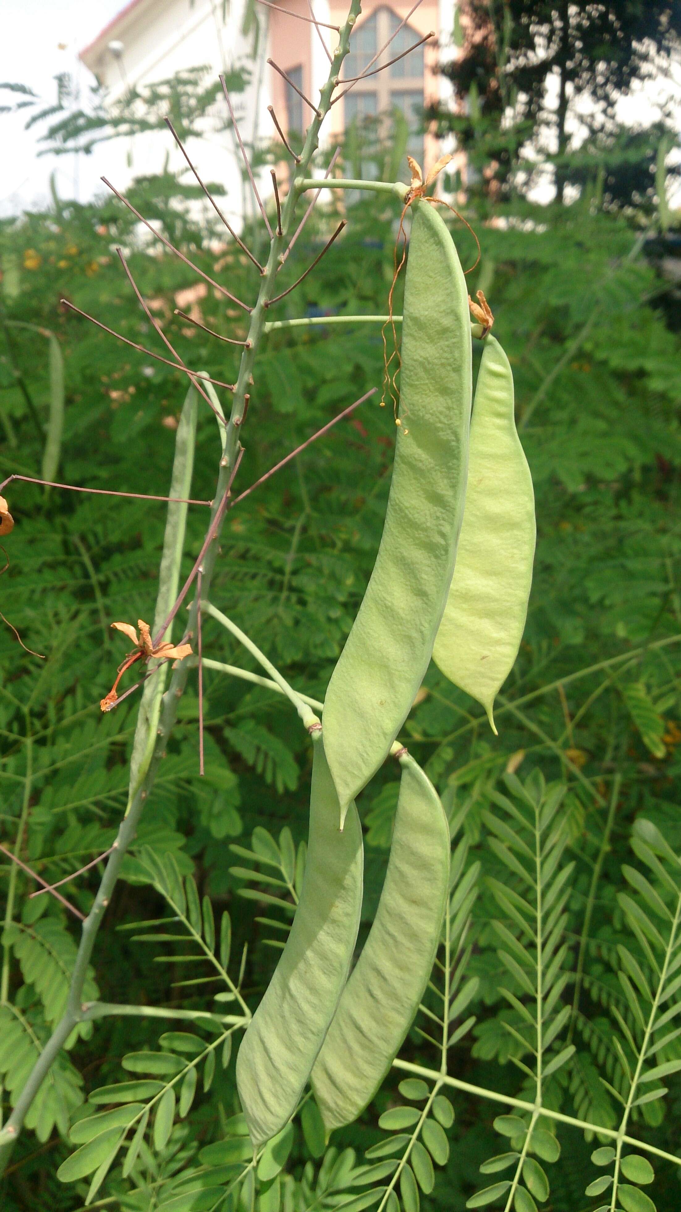 Image of Dwarf Poinciana