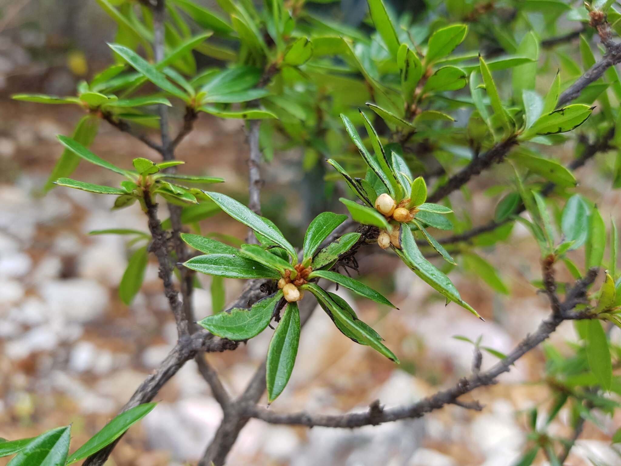 Sivun Diospyros aculeata H. Perrier kuva